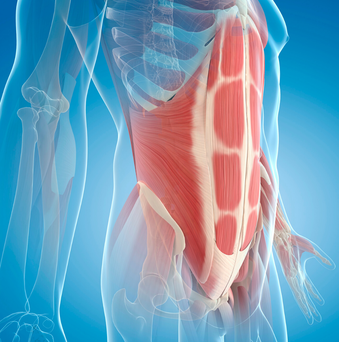 Core muscle anatomy. Rectus abdominis